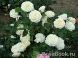 Purity Purity