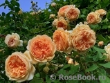 Crown Princess Margareta® Crown Princess Margareta®