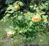 Indian Summer- Indian Summer-
