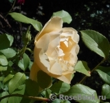Indian Summer- Indian Summer-