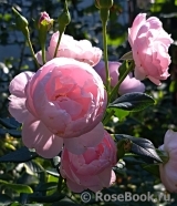 Hans Gonewein Rose Hans Gonewein Rose