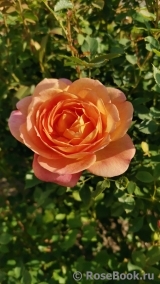 Lady of Shalott Lady of Shalott