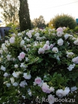Ritausma Ritausma