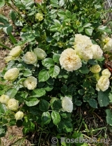 Blanchette Blanchette