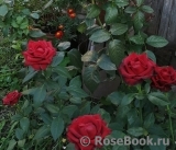 Lovely Red Lovely Red
