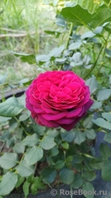 Mildred Scheel Mildred Scheel