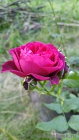 Mildred Scheel Mildred Scheel