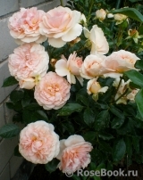 Sangerhauser Jubilaumsrose Sangerhauser Jubilaumsrose