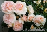Sangerhauser Jubilaumsrose Sangerhauser Jubilaumsrose