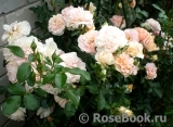 Sangerhauser Jubilaumsrose Sangerhauser Jubilaumsrose