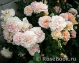 Sangerhauser Jubilaumsrose Sangerhauser Jubilaumsrose