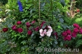 Starlet®-Rose Lola® Starlet®-Rose Lola®