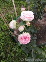 Pierre de Ronsard Pierre de Ronsard