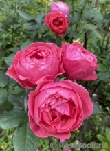 Gartenprinzessin Marie-Jose ® Gartenprinzessin Marie-Jose ®