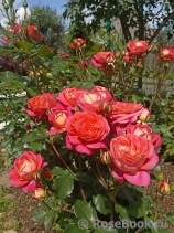 Midsummer Midsummer