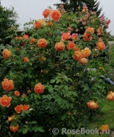 Lady of Shalott Lady of Shalott