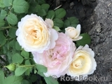 Desdemona Desdemona