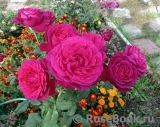 Johann Wolfgang von Goethe Rose® Johann Wolfgang von Goethe Rose®