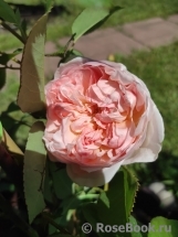 Sharifa Asma Sharifa Asma