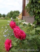 Johann Wolfgang von Goethe Rose® Johann Wolfgang von Goethe Rose®