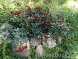 Claret Pixie Claret Pixie