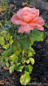 Sweet Fragrance Sweet Fragrance