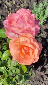 Sweet Fragrance Sweet Fragrance