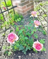 Abraham Darby Abraham Darby