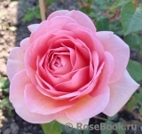 Abraham Darby Abraham Darby