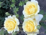Yellow Queen Elizabeth Yellow Queen Elizabeth