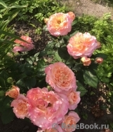 Augusta Luise Augusta Luise