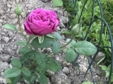 Heidi Klum Rose Heidi Klum Rose