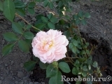 Anne Boleyn Anne Boleyn