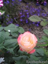Belle Perle Belle Perle
