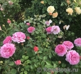 Princess Alexandra of Kent Princess Alexandra of Kent