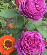 Heidi Klum Rose Heidi Klum Rose