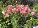 Jubilee Celebration® Jubilee Celebration®