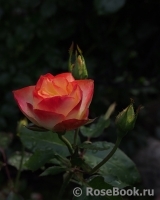 Origami® Origami®