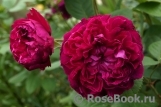 William Shakespeare 2000 William Shakespeare 2000
