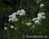 Uetersener Klosterrose Uetersener Klosterrose