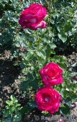 Fair Lady Fair Lady