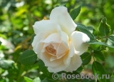 Crocus Rose® Crocus Rose®
