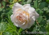 Crocus Rose® Crocus Rose®