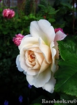 Crocus Rose® Crocus Rose®