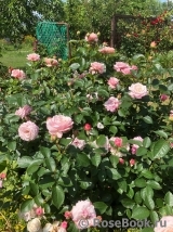 Kordes' Rosenfaszination ® Kordes' Rosenfaszination ®