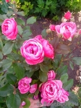 Gartenprinzessin Marie-Jose ® Gartenprinzessin Marie-Jose ®