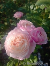 Constance Constance