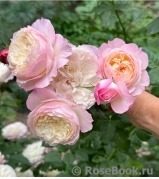 Constance Constance