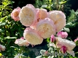 Constance Constance
