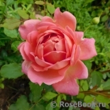Jubilee Celebration® Jubilee Celebration®